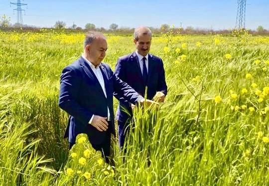 Komitə sədri Salyanda aqrar vəziyyətlə tanış olub – “Taxıl sahələrində məhsuldarlıq qənaətbəxşdir”