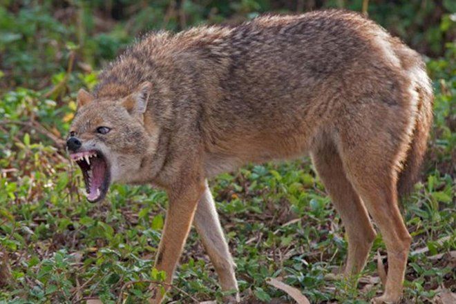 "Üstümə cumdu, barmağımın bir hissəsini qopardı" - Ucarda çaqqal hücumunun yeni TƏFƏRRÜATI -  VİDEO