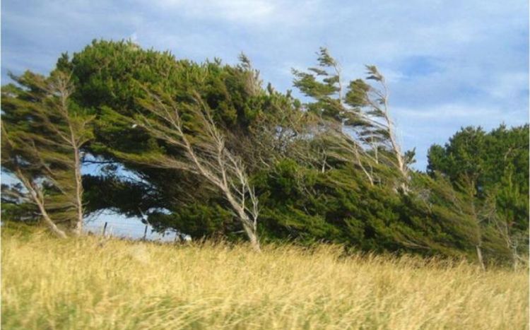 Bakıda küləyin sürəti 28.4 m/san-dək güclənəcək