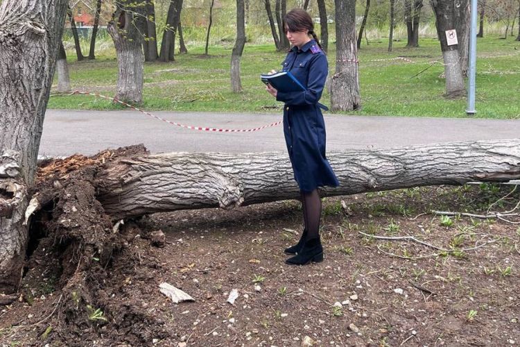 Samarada ağac iki məktəbli qızın üstünə aşıb, biri ölüb