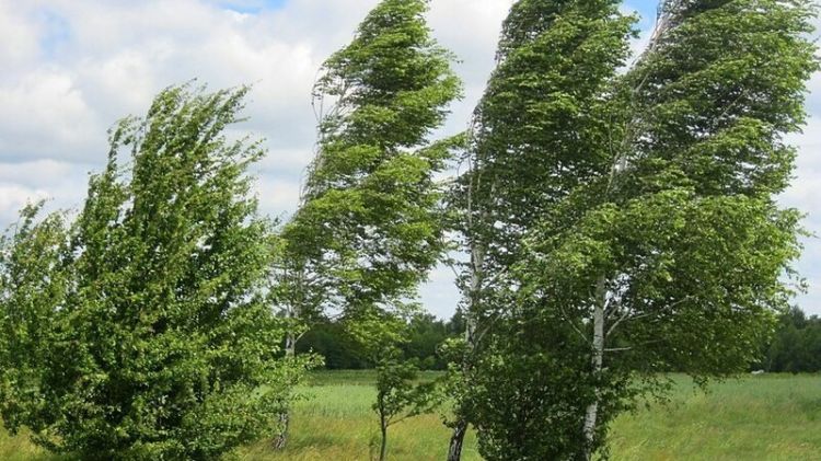 Küləkli hava ilə bağlı əhaliyə müraciət edildi