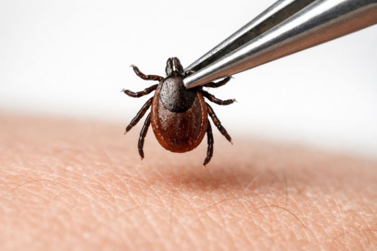 Rusiyada gənə dişləmələrinin sayı 3 dəfə artıb