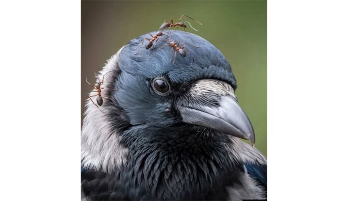 Qarğalar və qarışqa yuvası - qəribə  müalicə üsulu