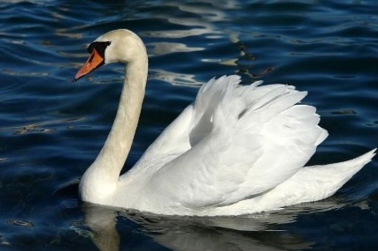 Rusiyada elektrik xəttinə çırpılan qu quşu xilas edildi - VİDEO