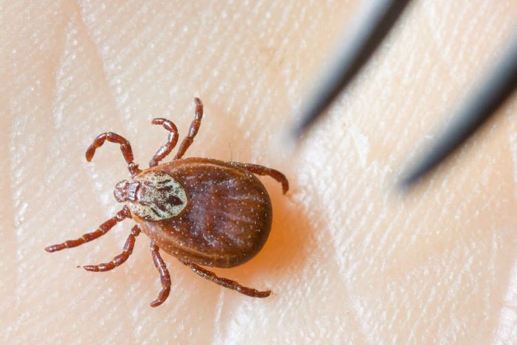 Gənə dişləməsindən sonra bu əlamətlərə diqqət:  30 gün təhlükəlidir