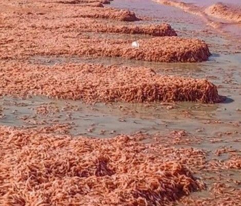 Omanda sahil suları qırmızı rəngə boyanıb: krevetlərə görə...