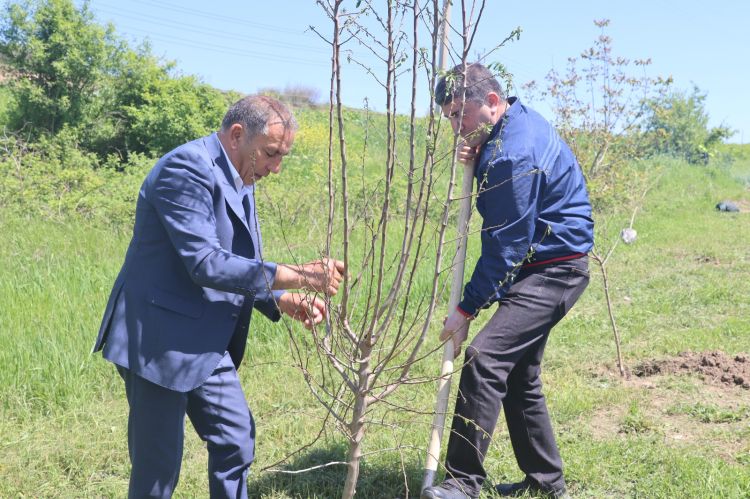 Xocalıda Heydər Əliyevin 103 illiyi münasibətilə ağacəkmə aksiyası keçirilib - FOTO