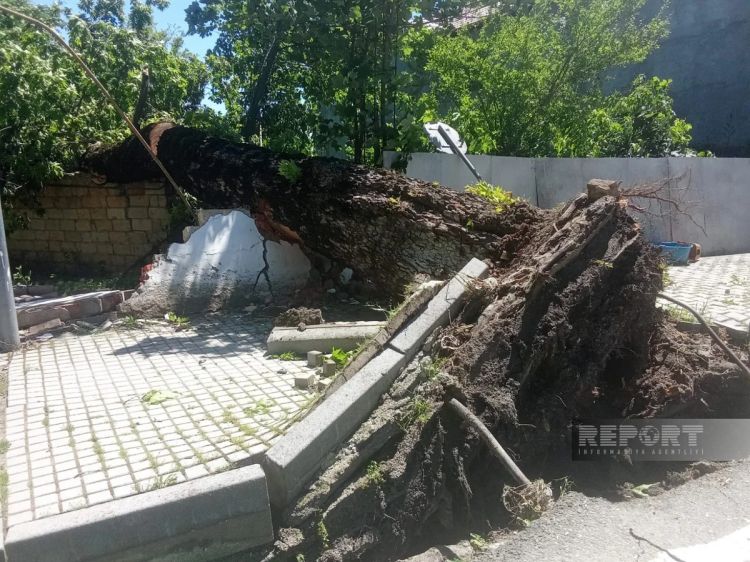 İsmayıllıda güclü külək irigövdəli ağacları aşırıb - FOTO