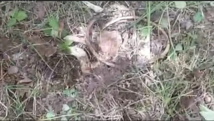 Ağdərədə insana məxsus sümük qalıqları aşkar edilib - FOTO