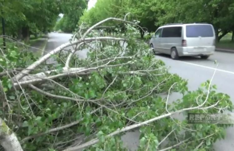 İsmayıllıda güclü külək fəsadlara yol açıb - FOTO