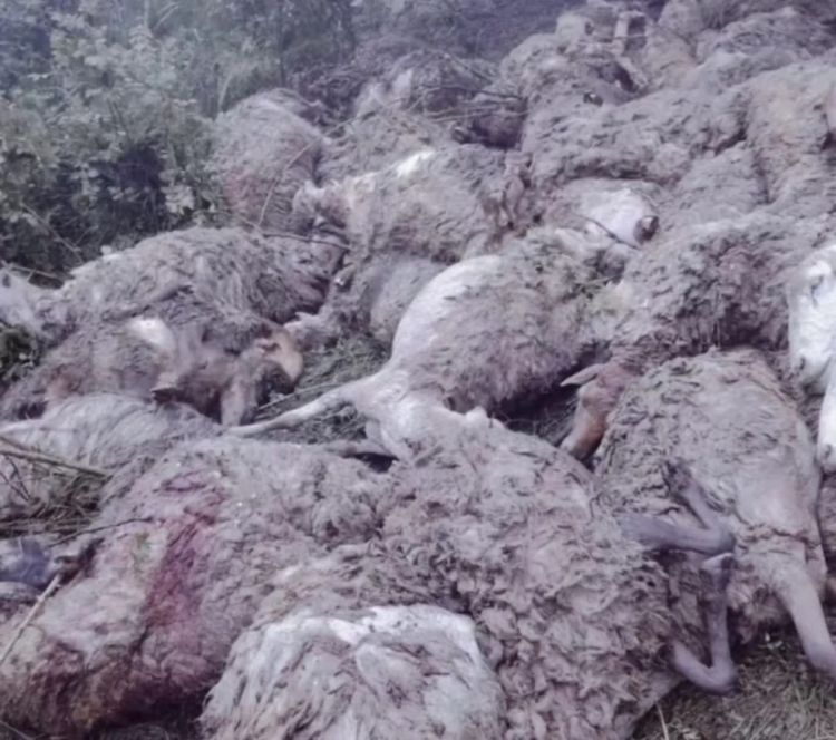 Daşkəsəndə sel 70-dən çox xırdabuynuzlu heyvanı tələf edib - FOTO 