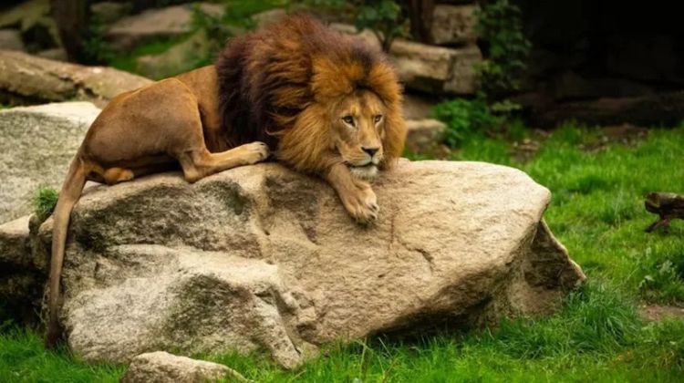 "Cuma" yenidən zorakılığa məruz qaldı: Almatı Zooparkı polisə müraciət etdi - VİDEO