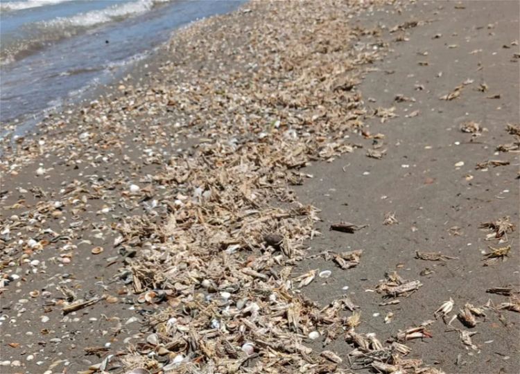 Azərbaycanda yayılan çəyirtkələrlə bağlı  rəsmi açıqlama