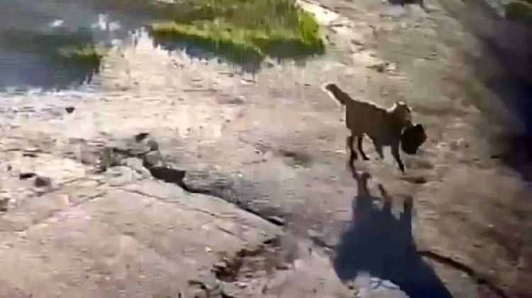 Kurskda it qadının içərisində qiymətli əşyalar olan çantasını oğurlayıb
