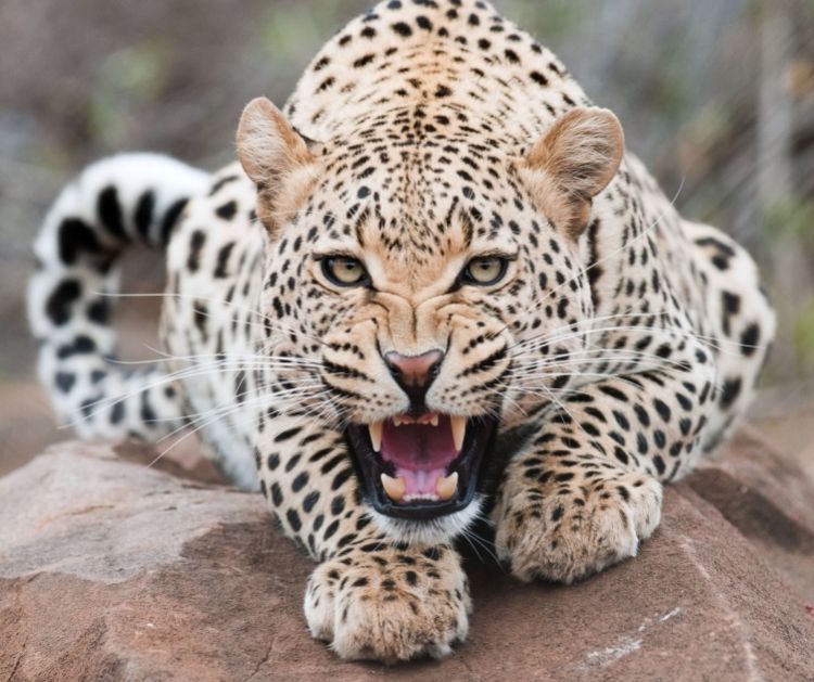 Hindistanda leopard mağazaya girib 3 nəfəri yaraladı -  VİDEO