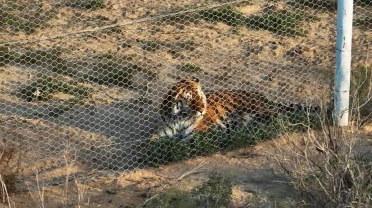Qazaxıstan Rusiyanın bağışladığı pələnglərin təbiətə buraxılacağı tarixi açıqlayıb