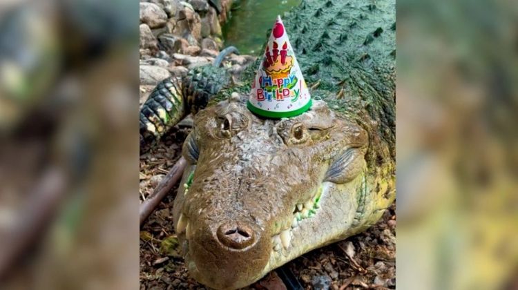 Almatı Zooparkının sakini timsah Fidel 40 yaşını qeyd edir - VİDEO