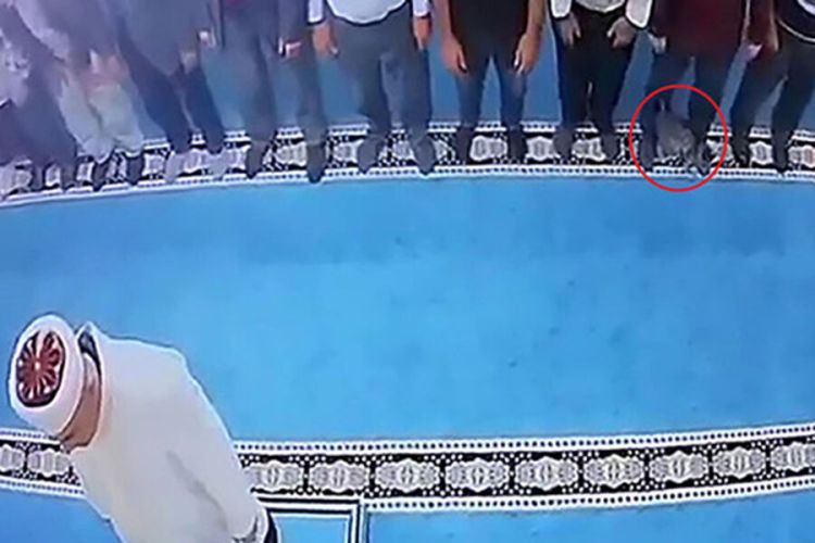 Məsciddə namaz vaxtı pişiyi təpikləyən şəxs həbs olundu -  VİDEO