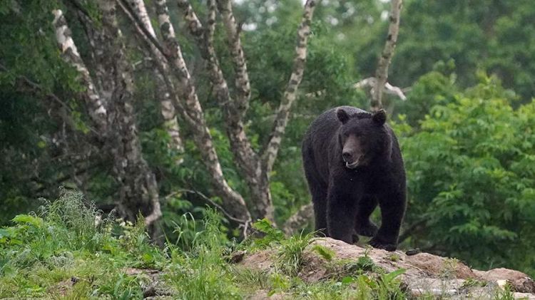 Rusiyada ayı təhlükəsi: şəhərdə xüsusi rejim tətbiq olunur