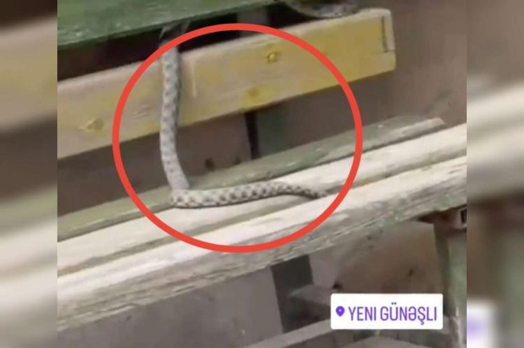 Yeni Günəşlidə ilan göründü –  VİDEO
