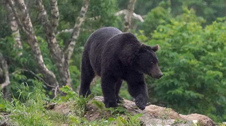 Rusiyanın bu bölgəsində ayı hücumu nəticəsində altı nəfər ölüb