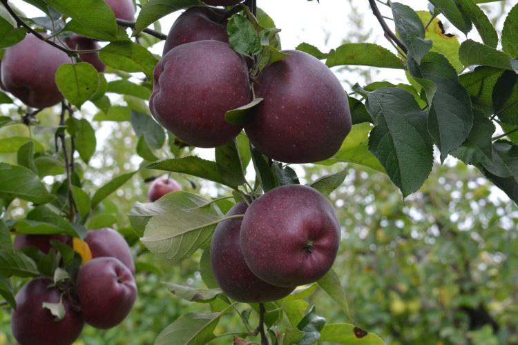 Qubanın alma bağlarında xəstəlik yayılıb